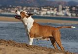 AMSTAFF ADULT 243